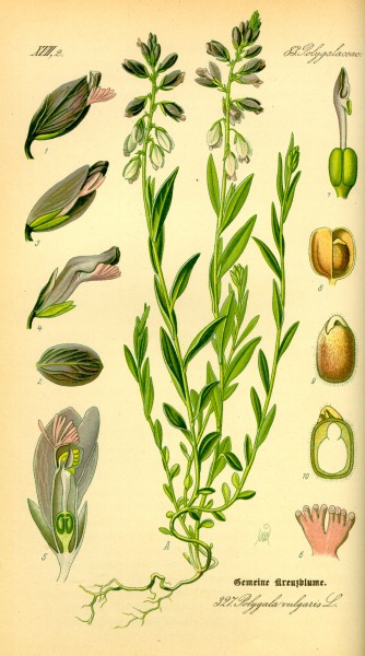 Illustration Polygala vulgaris0