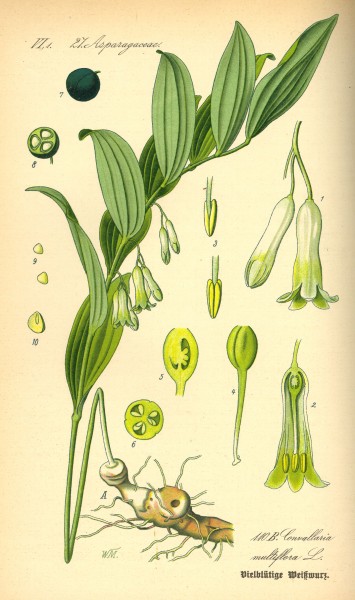 Illustration Polygonatum multiflorum0