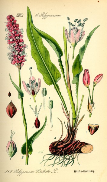 Illustration Polygonum bistorta0