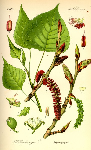 Illustration Populus nigra0