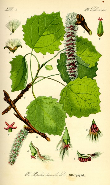 Illustration Populus tremula0