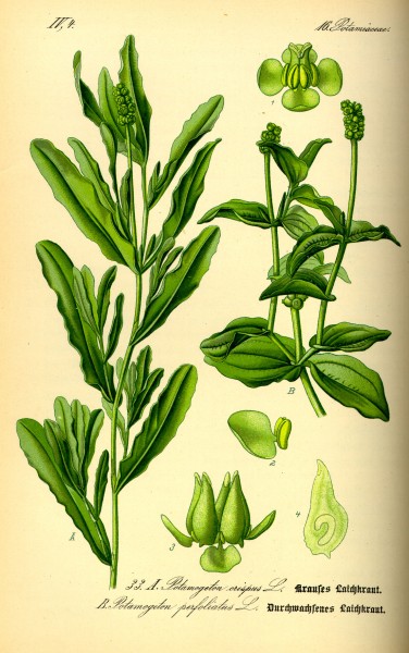 Illustration Potamogeton perfoliatus0