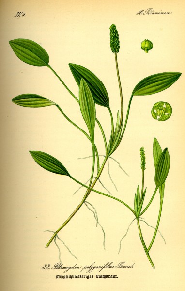 Illustration Potamogeton polygonifolius0