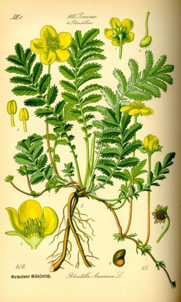 Illustration Potentilla anserina0