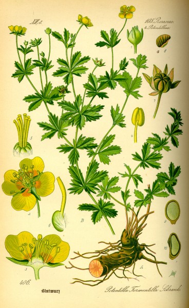 Illustration Potentilla erecta0