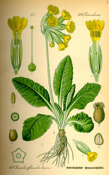 Illustration Primula veris0
