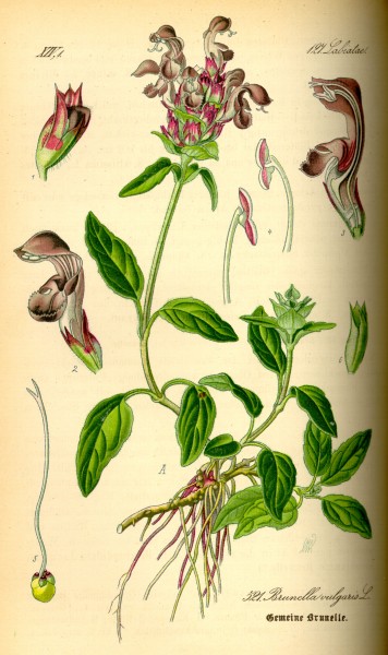 Illustration Prunella vulgaris0