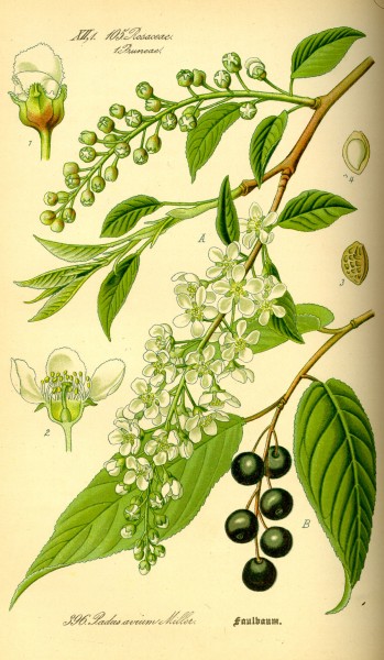 Illustration Prunus avium0