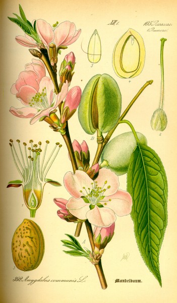 Illustration Prunus dulcis0