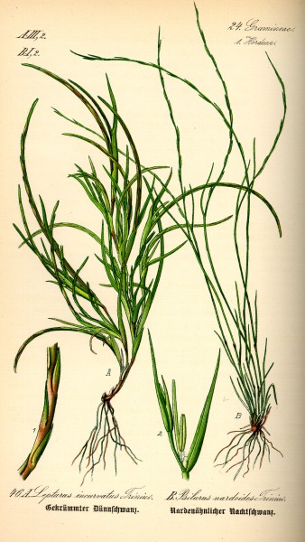 Illustration Psilurus incurvus0