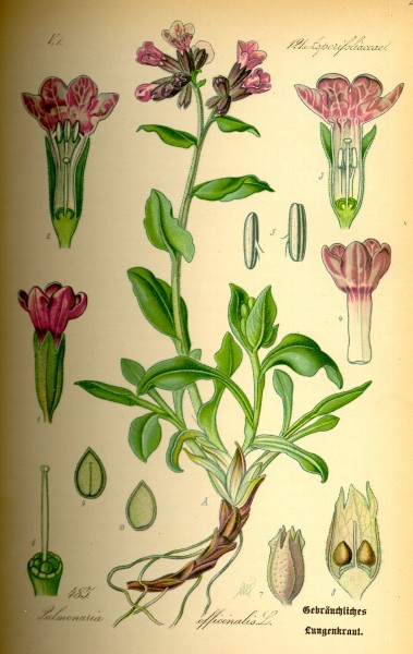 Illustration Pulmonaria officinalis0