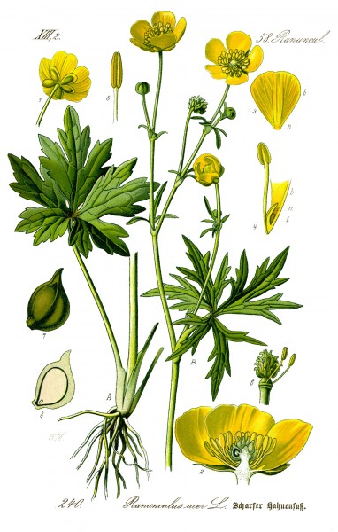 Illustration Ranunculus acris0 clean