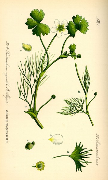 Illustration Ranunculus aquatilis0