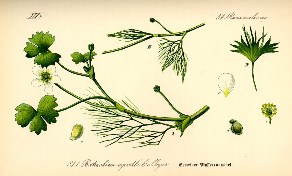 Illustration Ranunculus aquatilis0 landscape