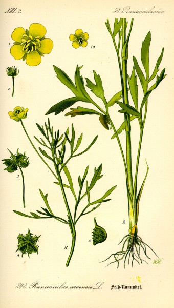 Illustration Ranunculus arvensis0