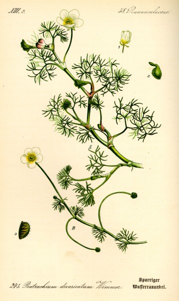 Illustration Ranunculus circinatus0