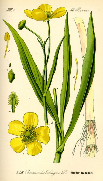 Illustration Ranunculus lingua0