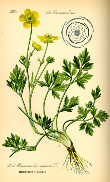 Illustration Ranunculus repens0