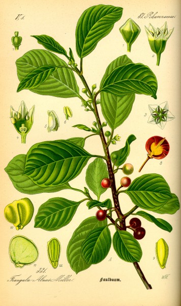 Illustration Rhamnus frangula0