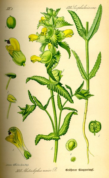 Illustration Rhinanthus serotinus0