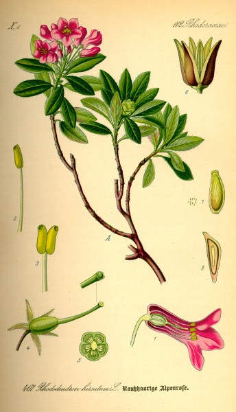 Illustration Rhododendron hirsutum0
