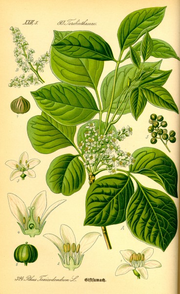 Illustration Rhus toxicodendron0