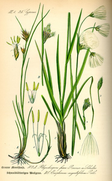 Illustration Rhynchospora fusca0