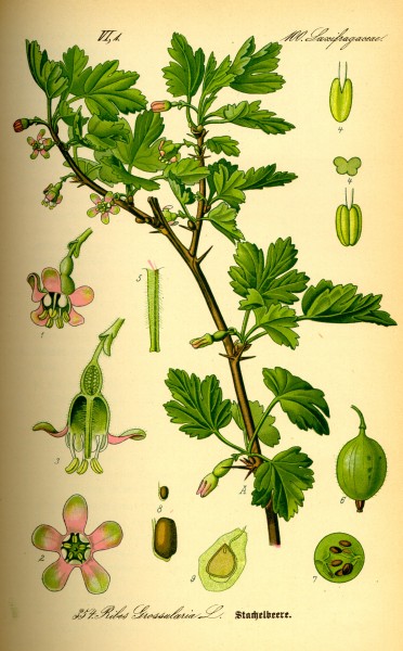Illustration Ribes uva-crispa0