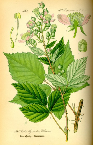 Illustration Rubus candidans0