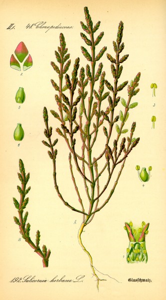 Illustration Salicornia europaea0