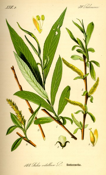 Illustration Salix alba0