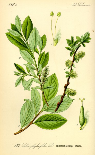 Illustration Salix bicolor0