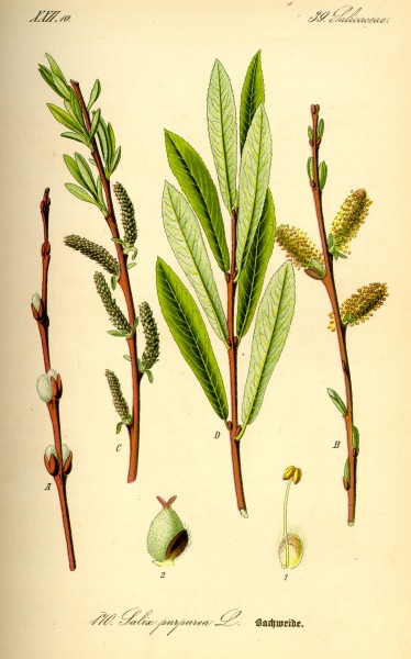Illustration Salix purpurea0