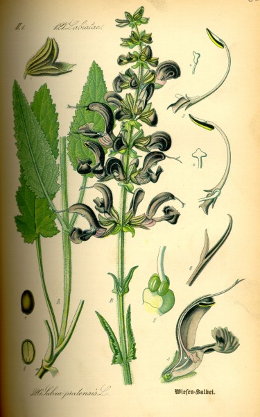 Illustration Salvia pratensis0