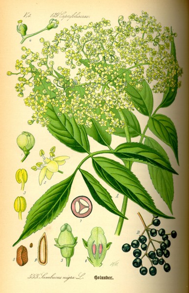 Illustration Sambucus nigra0
