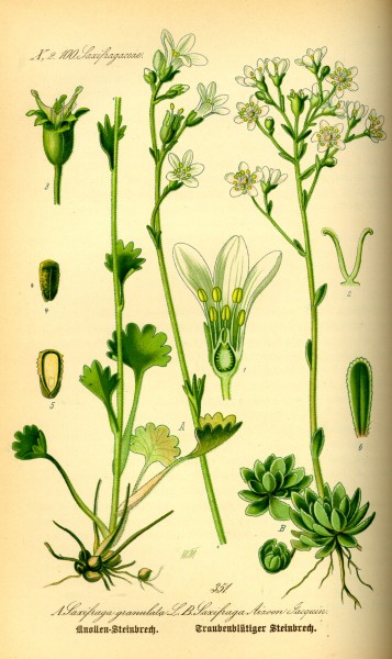 Illustration Saxifraga granulata0