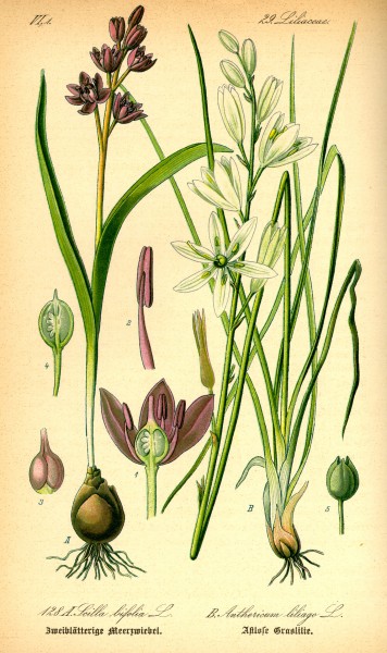 Illustration Scilla bifolia0