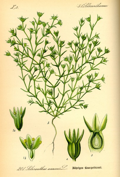 Illustration Scleranthus annuus0