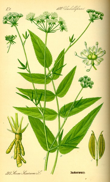 Illustration Sium sisarum0