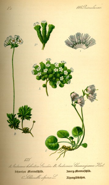 Illustration Soldanella alpina0