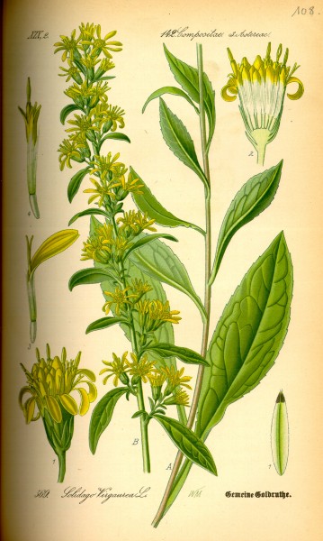 Illustration Solidago virgaurea0