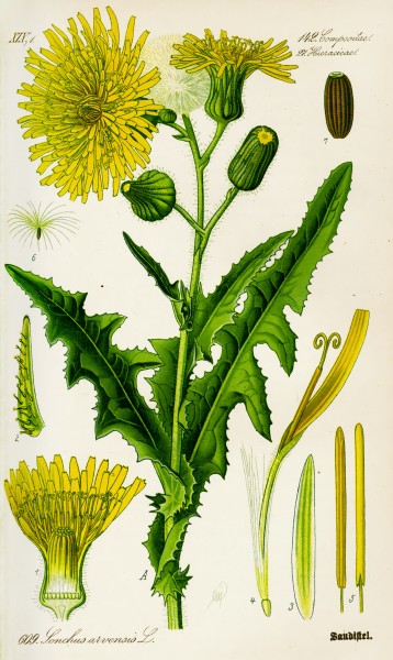 Illustration Sonchus arvensis0
