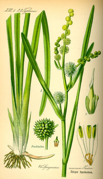 Illustration Sparganium erectum0