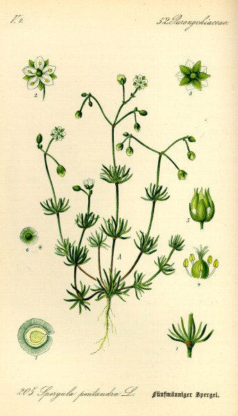 Illustration Spergula pentandra0