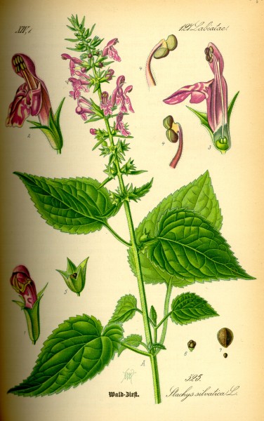 Illustration Stachys sylvatica0