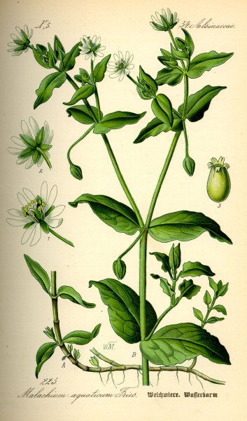 Illustration Stellaria aquatica0