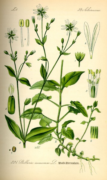 Illustration Stellaria nemorum0