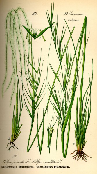 Illustration Stipa pennata0