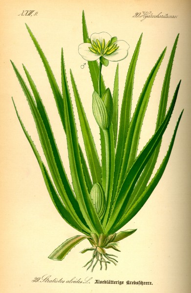 Illustration Stratiotes aloides0