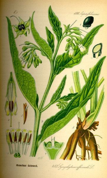 Illustration Symphytum officinale0